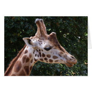 Giraffenkarte