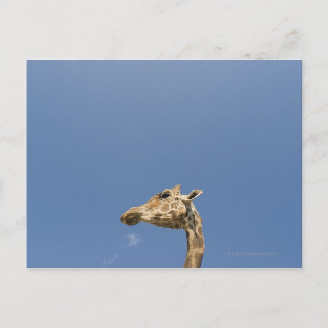 Giraffenkopf Postkarte (Vorderseite)