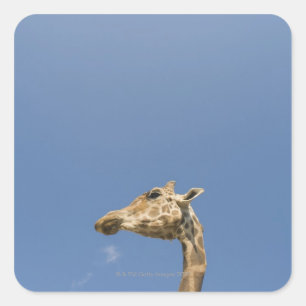 Giraffenkopf Quadratischer Aufkleber