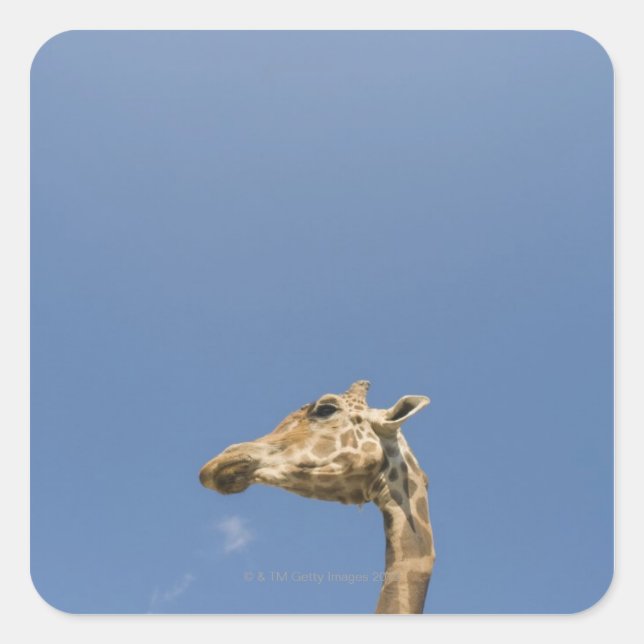 Giraffenkopf Quadratischer Aufkleber (Vorderseite)