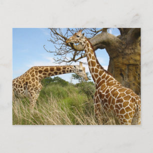 Giraffenpaar Postkarte