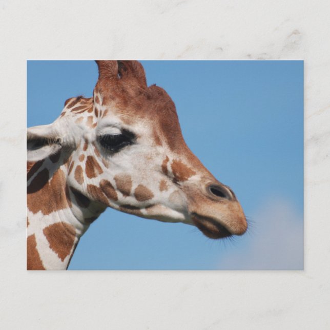 Giraffenprofil Postkarte (Vorderseite)