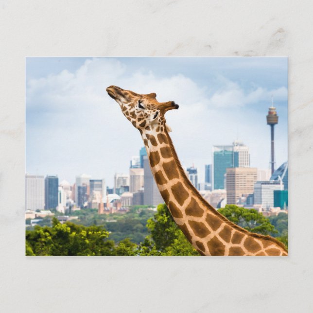 Giraffenseitenansicht mit Sydney Skyline Postkarte (Vorderseite)