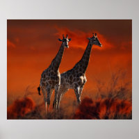 Giraffenserie aus südafrikanischem Wildleben