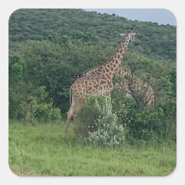 Giraffensticker Quadratischer Aufkleber (Vorderseite)