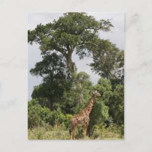Giraffenszene Postkarte