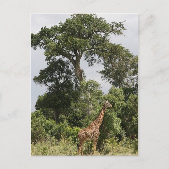 Giraffenszene Postkarte (Vorderseite)