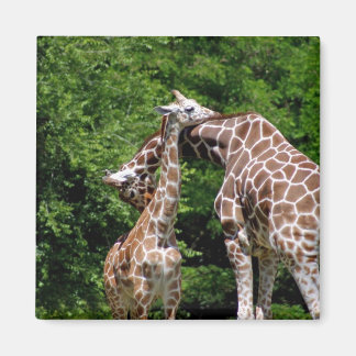 Giraffenumarmung Magnet