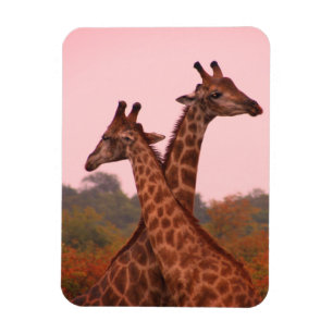 Giraffes Flexible Foto Magnet