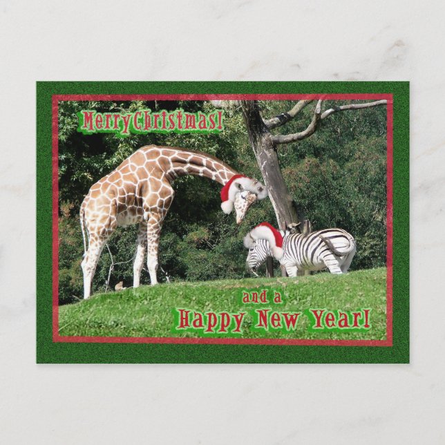 Giraffezebra-Weihnachten Feiertagspostkarte (Vorderseite)