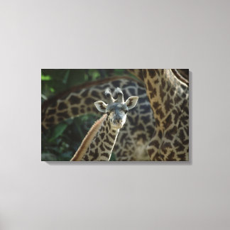 Giraffkalb mit Giraffen Leinwanddruck