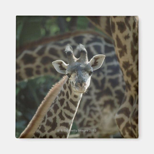 Giraffkalb mit Giraffen Magnet (Vorne)
