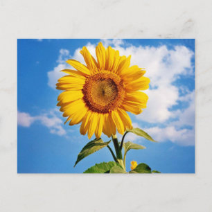 Girassol - Sonnenblume Vier Postkarte