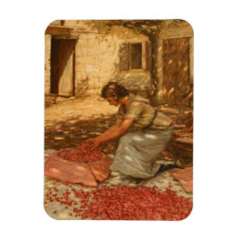 Girl Packing Cherries in der Provence (Frankreich) Magnet