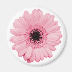 Girly-pink-Magnet mit schöner Gerberer-Blume Magnet