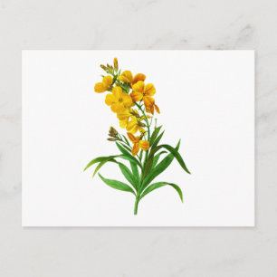 Giroflee Jaune von Pierre Joseph Redoute Postkarte