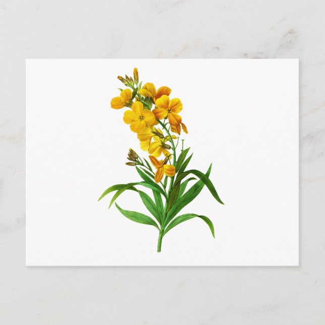 Giroflee Jaune von Pierre Joseph Redoute Postkarte (Vorderseite)