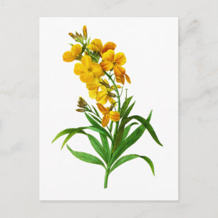 Giroflee Jaune von Pierre Joseph Redoute Postkarte