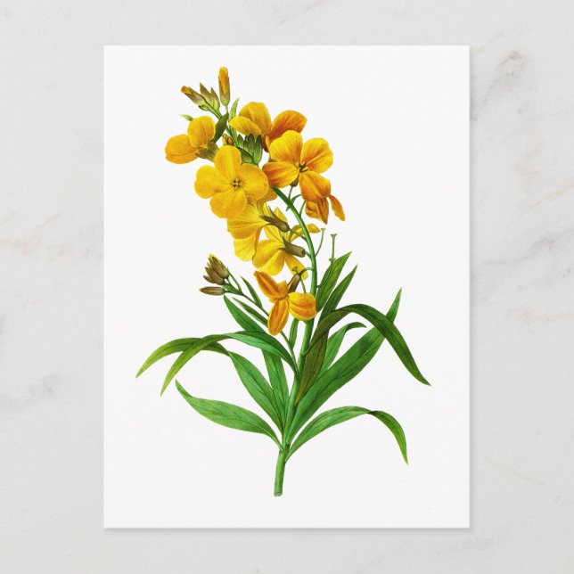 Giroflee Jaune von Pierre Joseph Redoute Postkarte (Vorderseite)