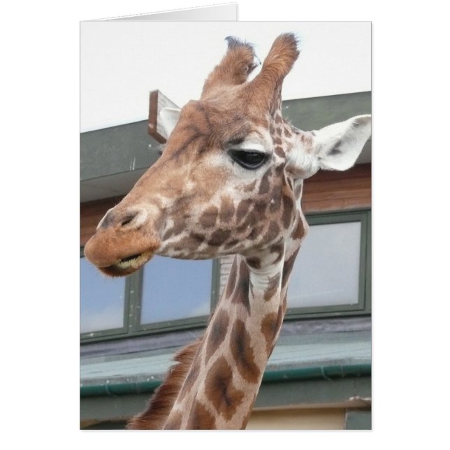 Girraffe (Vorne)