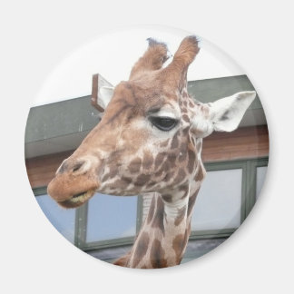 Girraffe Magnet