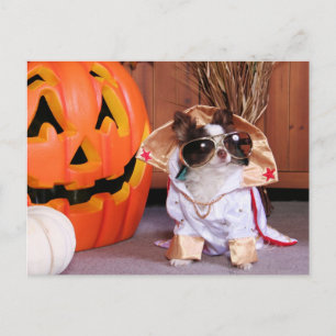 Gizmo - Chihuahua - Thomas Postkarte