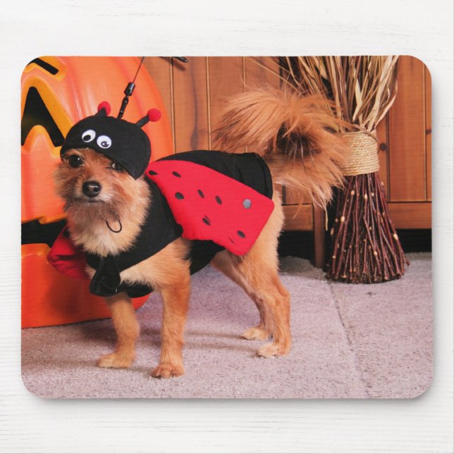 Gizzy - YorkiePom - Burbridge Mousepad (Vorne)