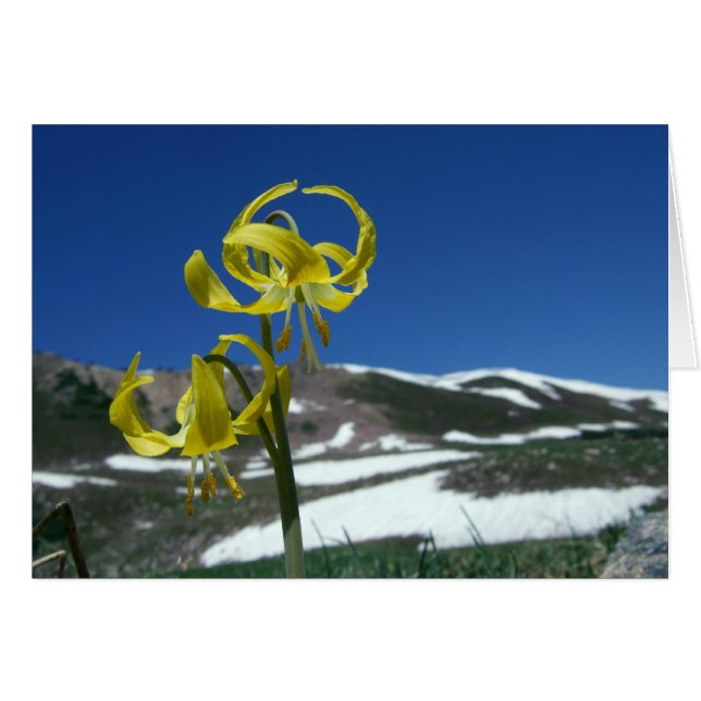 Glacier Lily (Vorderseite (Horizontal))