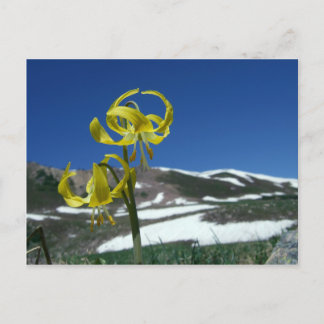 Glacier Lily Postkarte