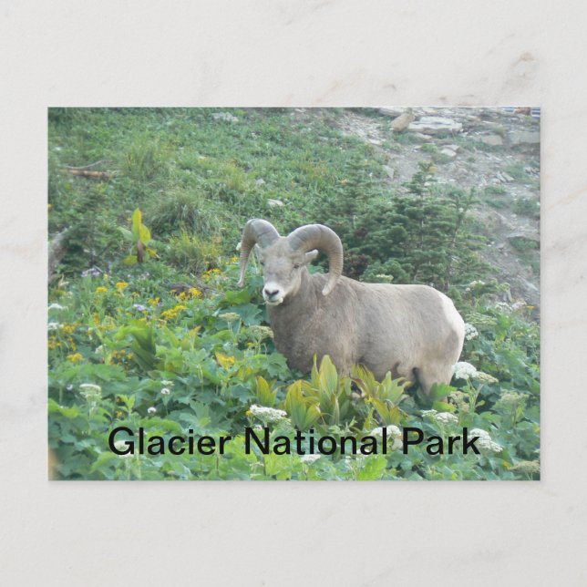 Glacier Natal Park - Gletscherschaf Postkarte (Vorderseite)