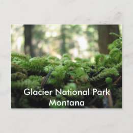 Glacier National Park, Montana Mossy Postcard Postkarte