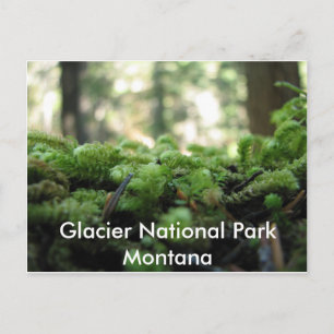 Glacier National Park, Montana Mossy Postcard Postkarte