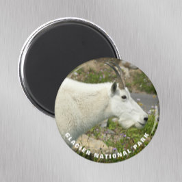 Glacier National Park Mountain Goat Foto Magnet