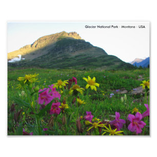 Glacier National Park Wildblumen 8x10 Print Fotodruck