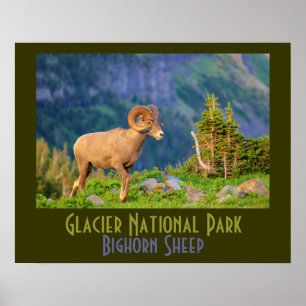 Glacier Nationalpark Bighorn Sheep Poster