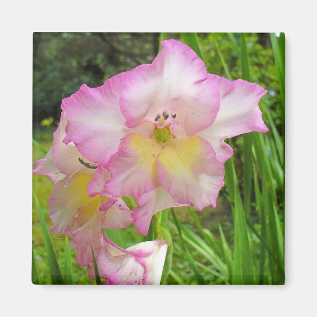 Gladiola-Magnet Magnet (Vorne)