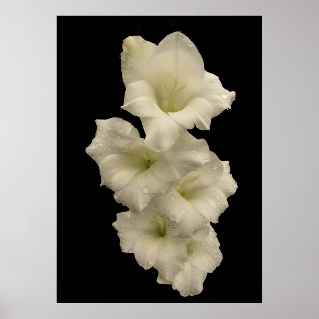Gladiolas Poster (Vorne)