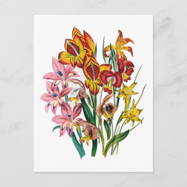 Gladiolen Postkarte (Vorderseite)