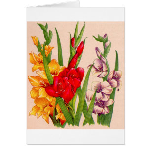 Gladioli-Blume Gladioli-Blume