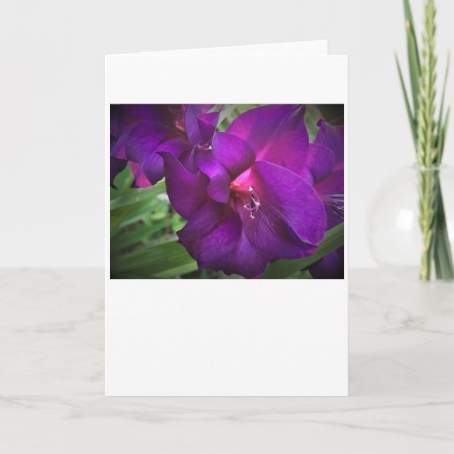 Gladioli, Karte (Vorderseite)