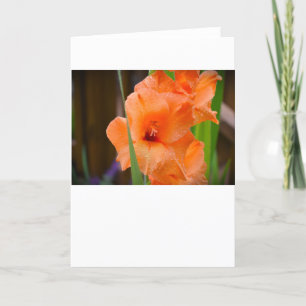 Gladioli, Karte