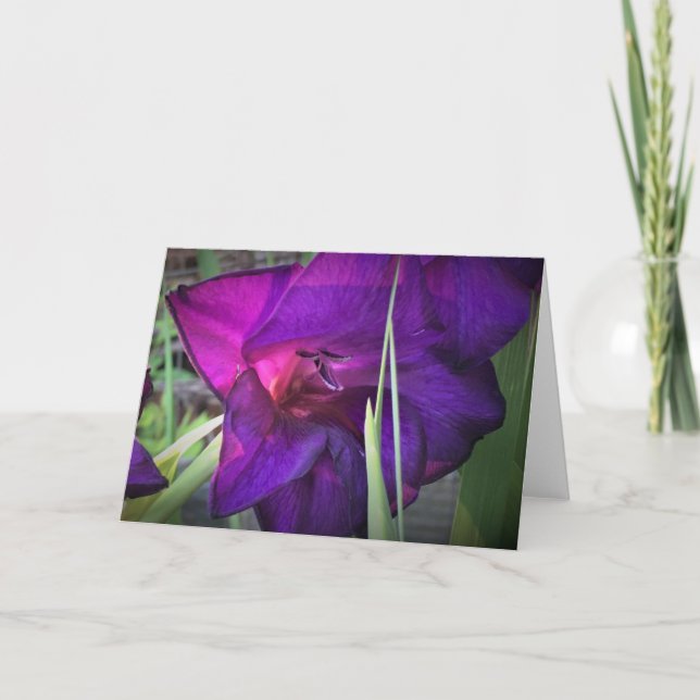 Gladioli, Karte (Vorderseite)