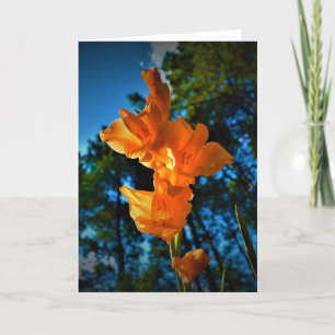 Gladioli, Karte