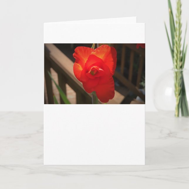 Gladioli, Karte (Vorderseite)