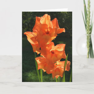 Gladioli, Karte