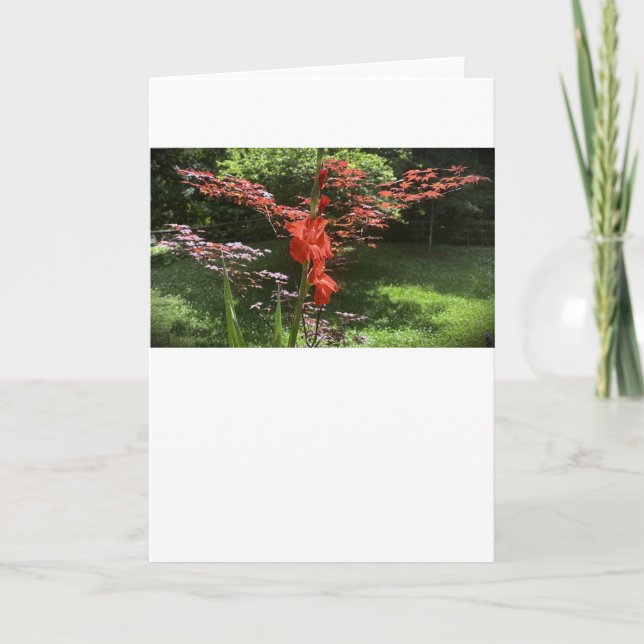 Gladioli, Karte (Vorderseite)