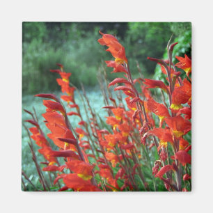Gladioli Magnet
