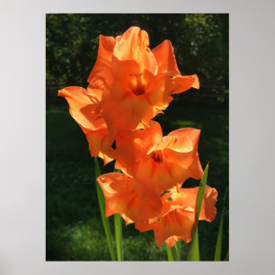 Gladioli Poster