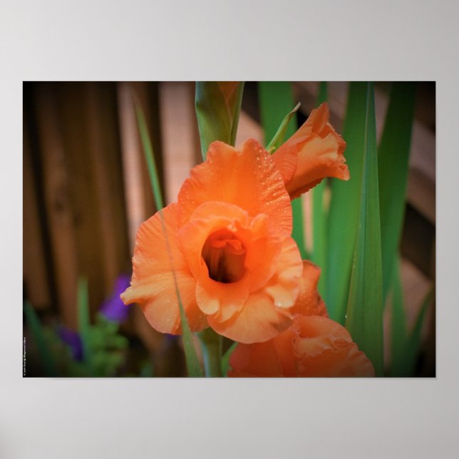 Gladioli Poster (Vorne)