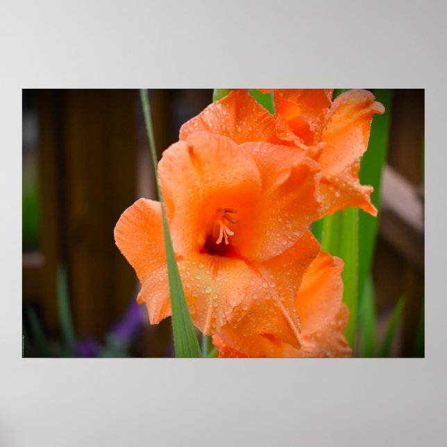 Gladioli Poster (Vorne)